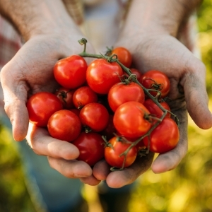 cultiva tomates en casa